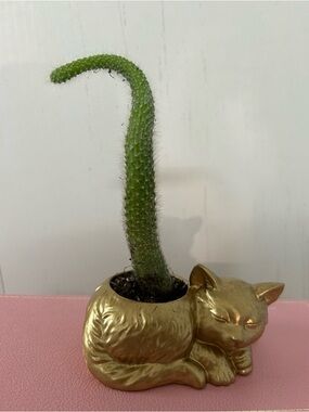 Gold Cat Planter with Tall Green Succulent
